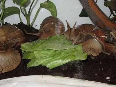 Achatina immaculata var. panthera