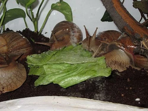 Achatina immaculata var. panthera