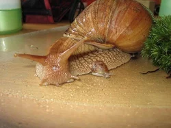 Achatina immaculata var. panthera