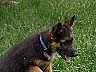 Prodám štěňata NO- pejsci