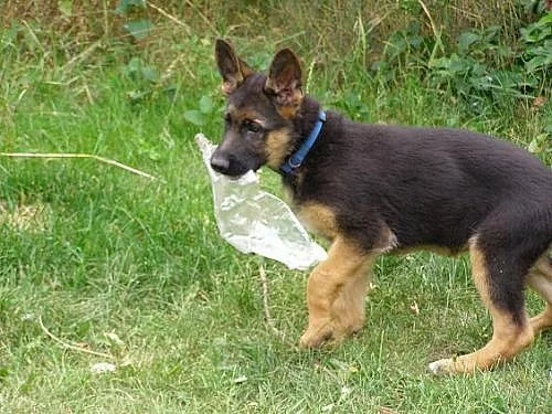 Prodám štěňata NO- pejsci