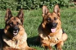 Prodám štěňata NO- pejsci