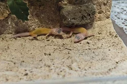 gekončík noční (Eublepharis macularius)