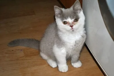 Britská koťátka s PP