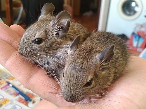 Osmák degu