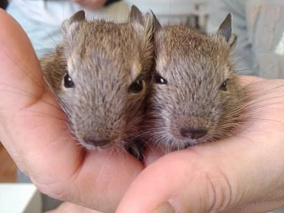 Osmák degu