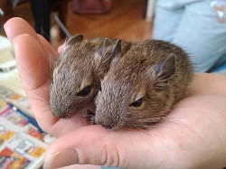 Osmák degu