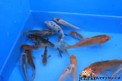 Prodám jezírkové ryby a jesetery