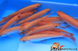 Prodám jezírkové ryby a jesetery