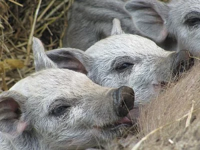 zamluvím selata - Mangalica