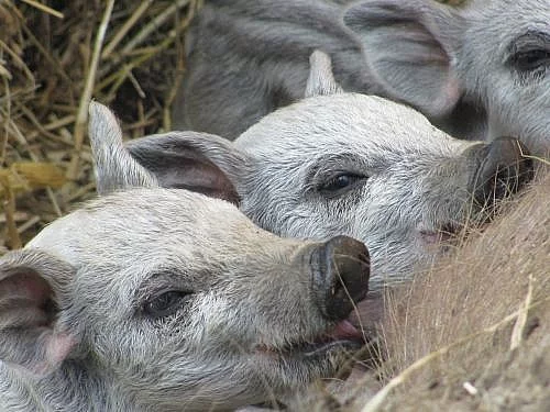 zamluvím selata - Mangalica