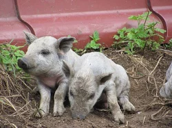 zamluvím selata - Mangalica