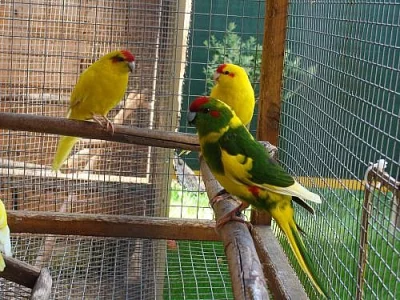 Kakariki