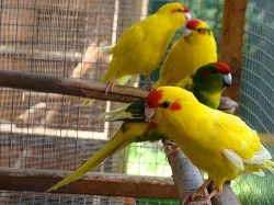 Kakariki