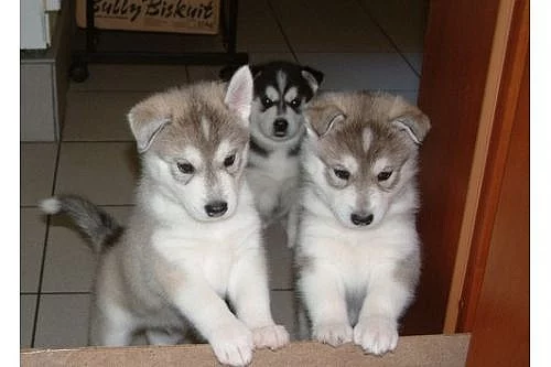 Docela nádherné sibiřské husky Štěňata