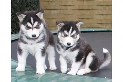  Docela nádherné sibiřské husky Štěňata