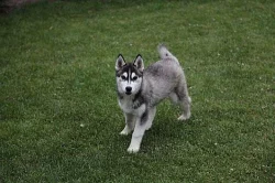 Docela nádherné sibiřské husky Štěňata