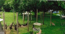 Indický běžec