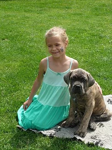 Cane Corso štěnata s PP