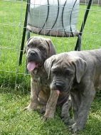 Cane Corso štěnata s PP