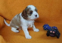 Kavalír King Charles španěl