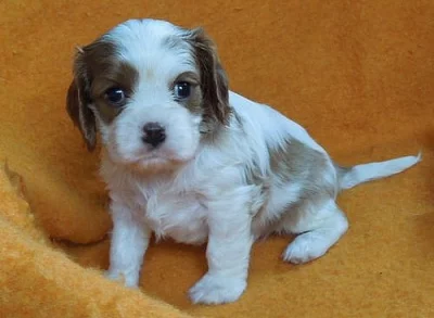Kavalír King Charles španěl