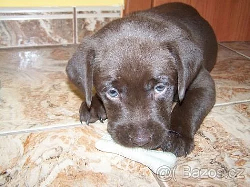 Prodám štěňátka hnědého labradora