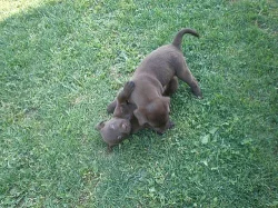 Prodám štěňátka hnědého labradora