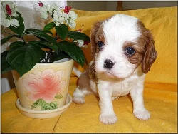 Kavalír King Charles Spaniel s PP