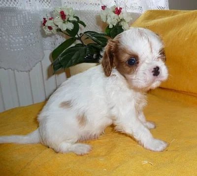 Kavalír King Charles Spaniel s PP