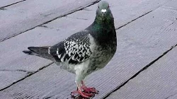 Přeprava drobného zvířectva