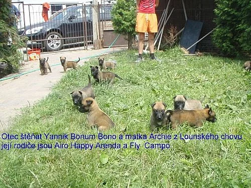 Belgický ovčák Malinois