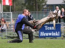 Belgický ovčák Malinois
