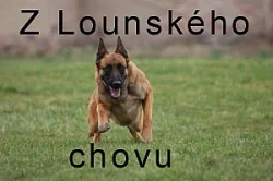 Belgický ovčák Malinois