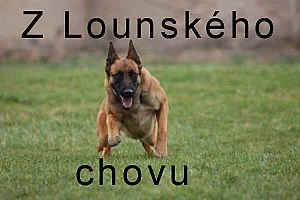 Belgický ovčák Malinois