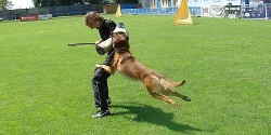 Malinois Belgický ovčák Malinois