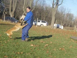 Malinois Belgický ovčák Malinois