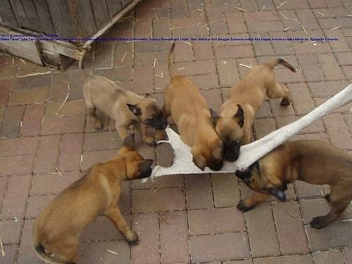Malinois Belgický ovčák Malinois