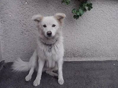 DARUJI PEJSKA