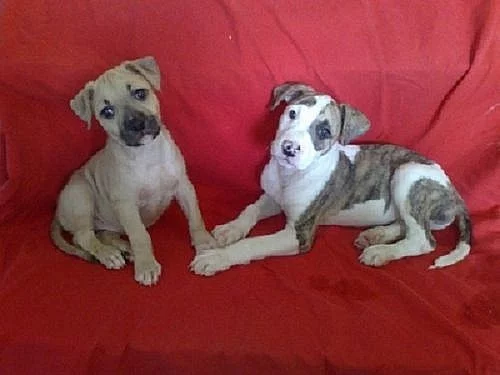 AMSTAFF-Americký stafordšírský terier-AST
