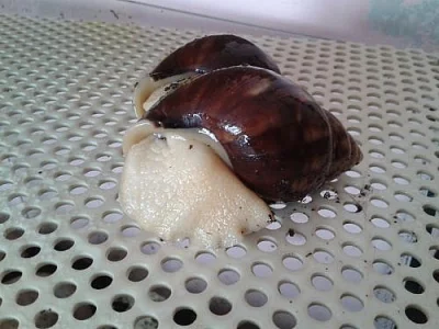 Achatina reticulata albino body
