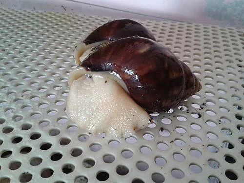 Achatina reticulata albino body