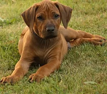 Rhodesian Ridgeback - stenatka