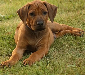 Rhodesian Ridgeback - stenatka