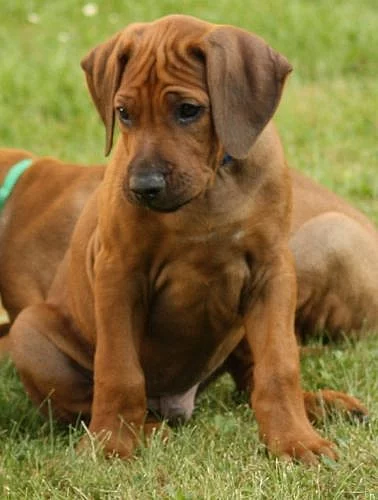 Rhodesian Ridgeback - stenatka