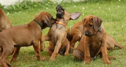 Rhodesian Ridgeback - stenatka