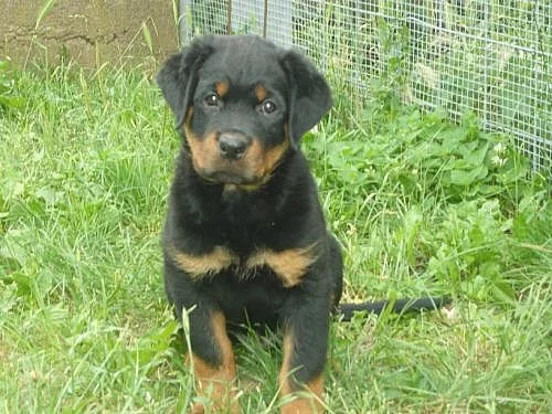 Rotvajler (rottweiler) štěně s PP