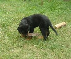 Rotvajler (rottweiler) štěně s PP