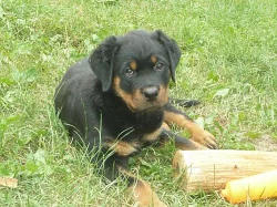 Rotvajler (rottweiler) štěně s PP