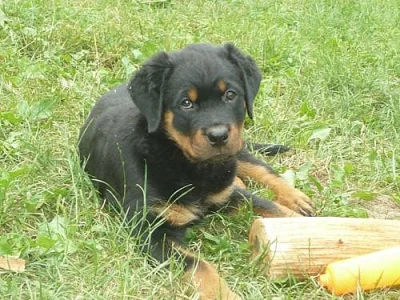 Rotvajler (rottweiler) štěně s PP